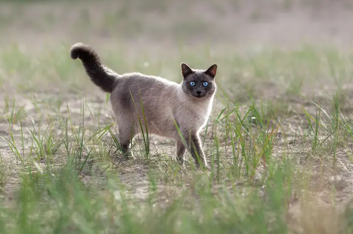 Jenis-Jenis Kucing Siam yang Perlu Diketahui 