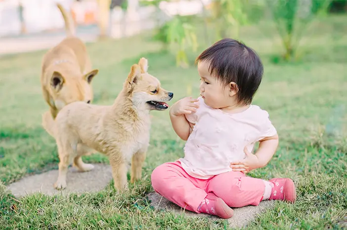 4 Langkah Memperkenalkan Bayi dengan Anjing Peliharaan