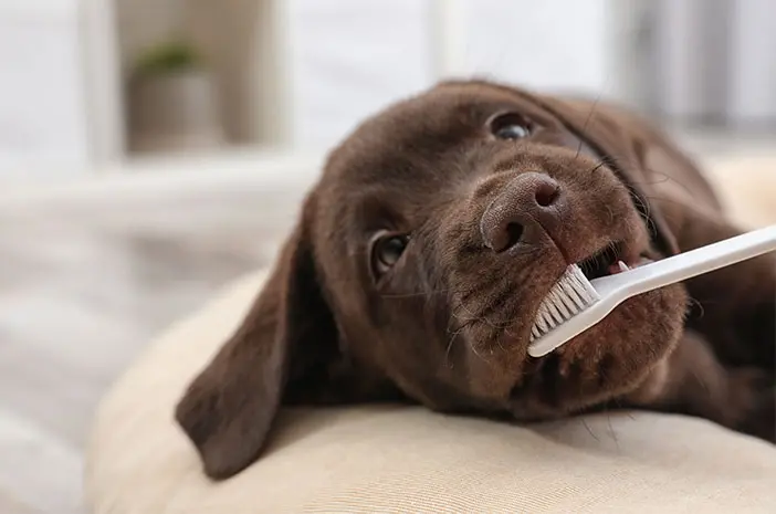 Ketahui Cara Menjaga Kesehatan Gigi Anjing Peliharaan