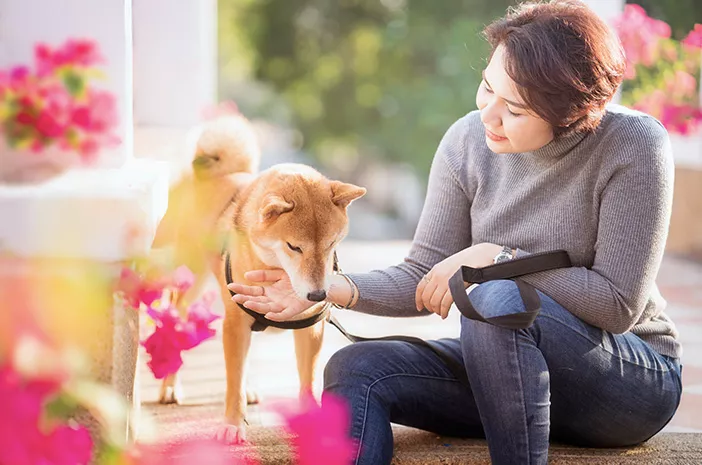 Benarkah Anjing dapat Mendeteksi Dini Virus Corona pada Manusia? 