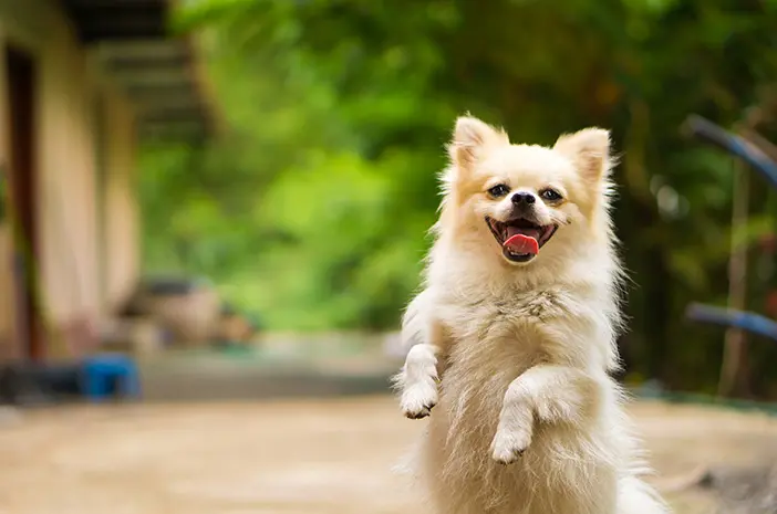 6 Trik yang Mudah Diajarkan pada Anjing
