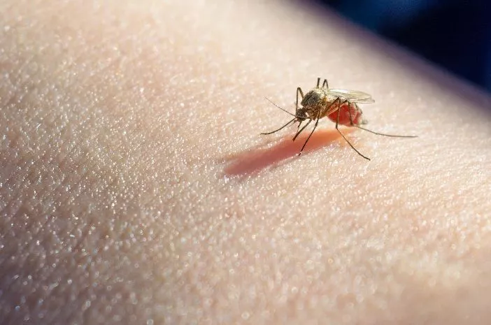 Hati-hati, Chikungunya Sebabkan 8 Komplikasi Ini