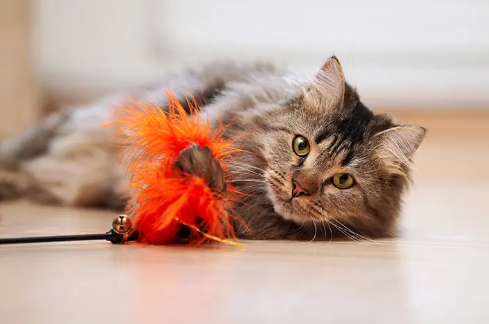 Bagaimana Cara Memilih Mainan Terbaik untuk Kucing