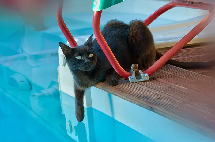   Mitos atau Fakta, Kucing Tidak Suka Terkena Air?
