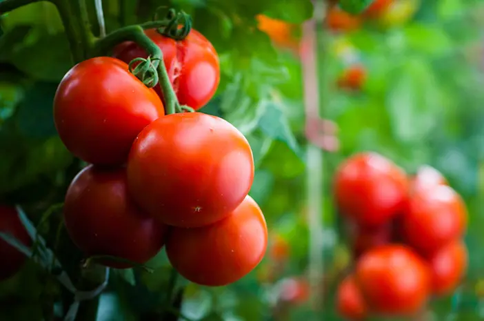 Buah Tomat Dapat Picu Penyakit Asam Urat, Ini Fakta Medisnya