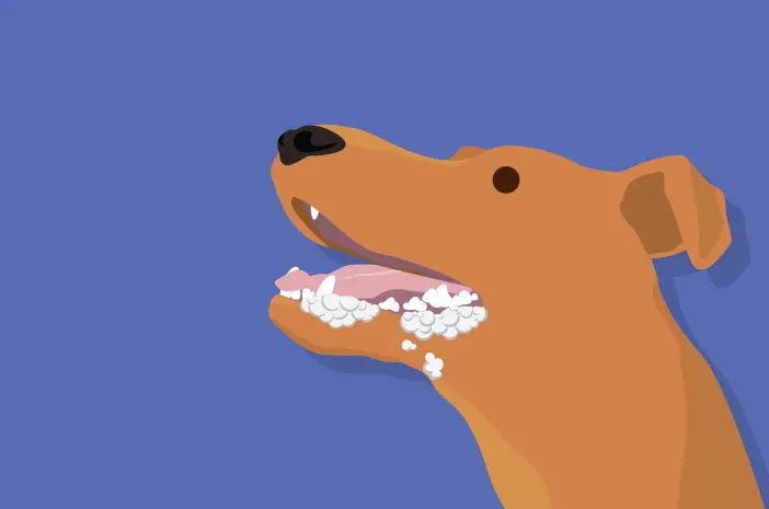 Ketahui 6 Penyebab Mulut Anjing Berbusa