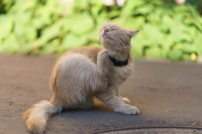 Ini Cara Memilih Perawatan Kutu yang Tepat bagi Kucing   
