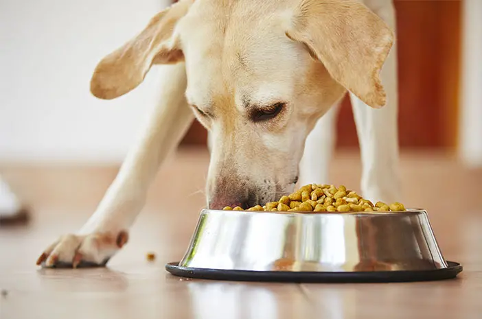 Cara Memilih Makanan Anjing dengan Pencernaan Sensitif