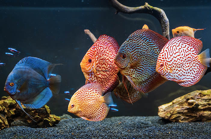 Inilah 5 Penyakit yang Rentan Dialami Ikan Peliharaan