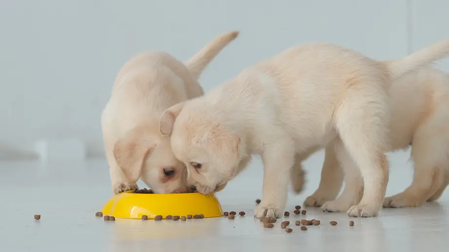 Seberapa Sering Sebaiknya Memberi Makan pada Anak Anjing?