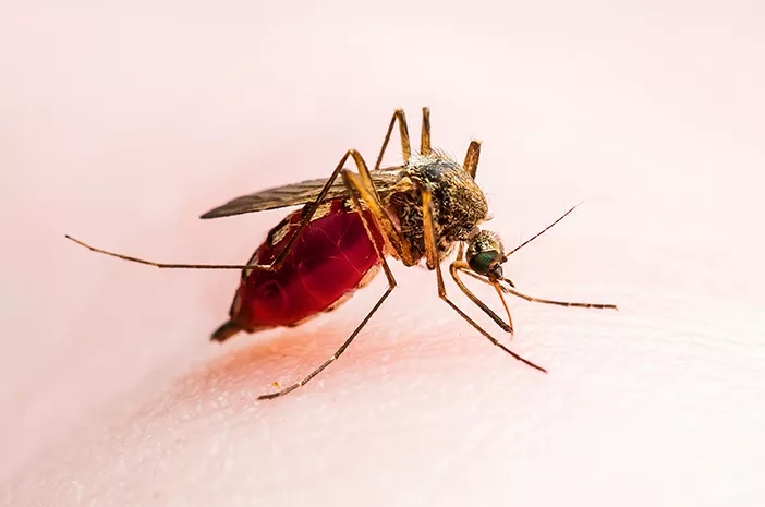 Waspada, Ini Penularan Penyakit Malaria