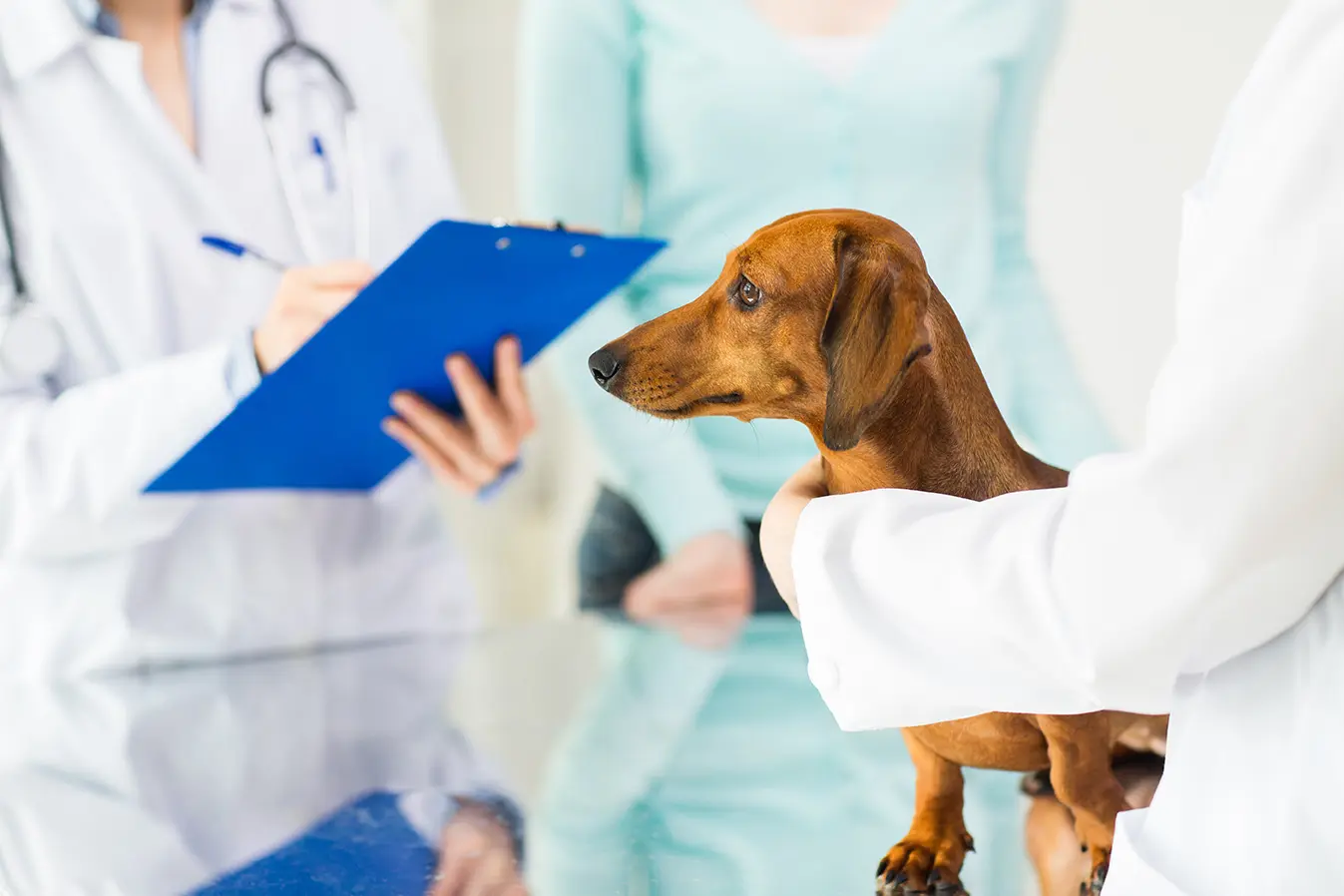 Manfaat Sterilisasi Anjing yang Perlu Dipahami