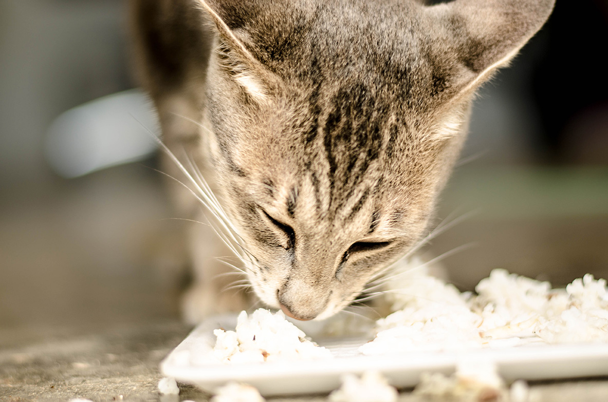 Beri Nasi untuk Makanan Kucing, Adakah Bahayanya?