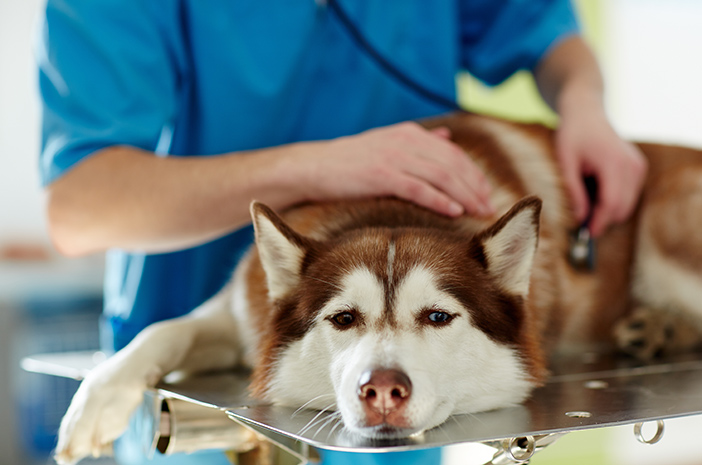 Ingin Melakukan Strelisasi Anjing Kesayangan? Perhatikan Dulu Dampaknya