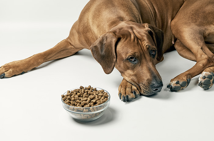 Inilah 6 Alasan Anjing Mogok Makan