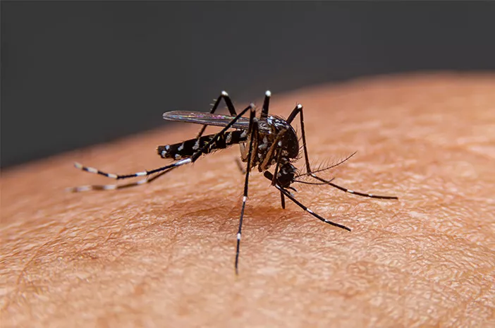 Jadi Penyakit Kambuhan, Malaria Masih Sering Terjadi