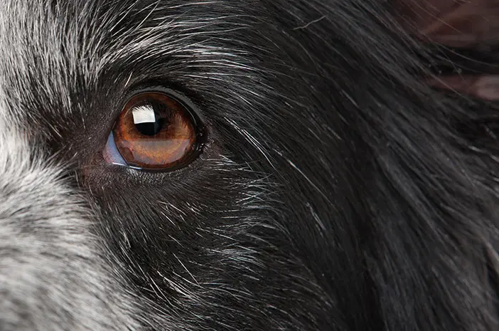 Cara Tepat Menjaga Kesehatan Mata Anjing