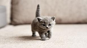 Ketahui Seluk-Beluk Merawat Anak Kucing