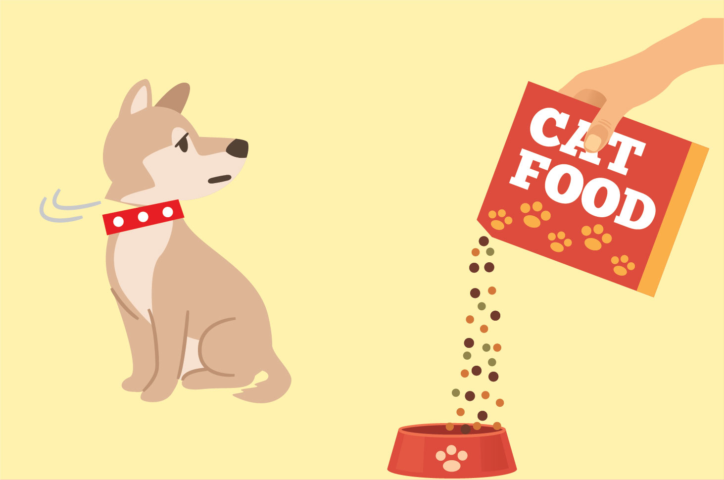Bolehkah Anjing Mengonsumsi Makanan Kucing? 