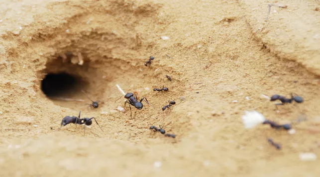 Enggak Perlu Jijik, Ini 10 Manfaat Sarang Semut
