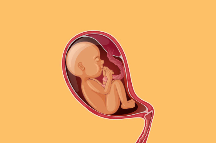 Perkembangan Janin Trimester Kedua Kehamilan
