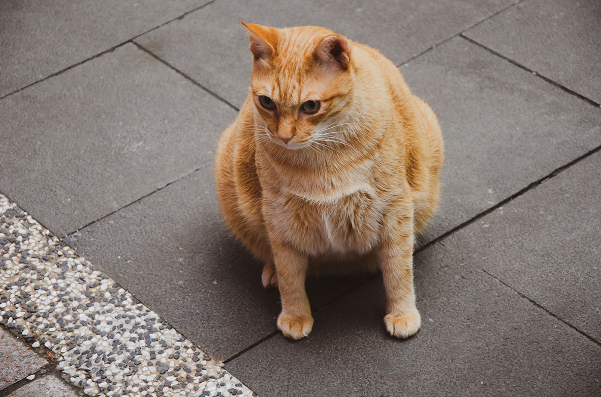 Ketahui Tanda-Tanda Kucing Mau Melahirkan