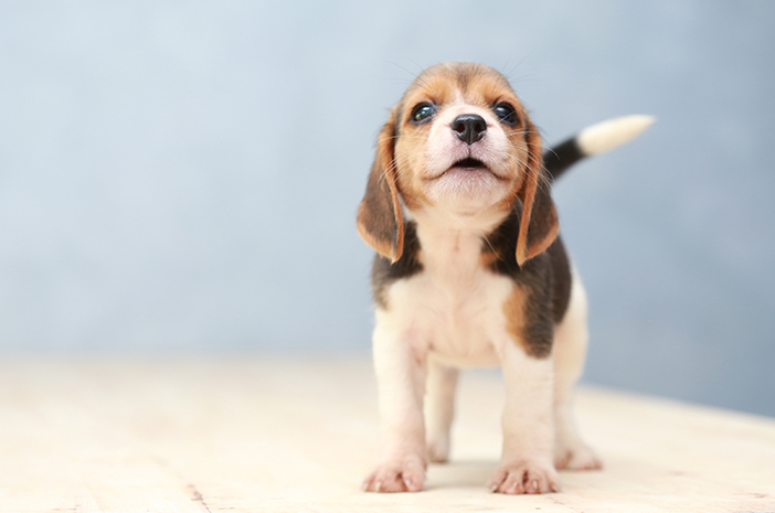 Makanan Terbaik untuk Anjing Berperawakan Kecil