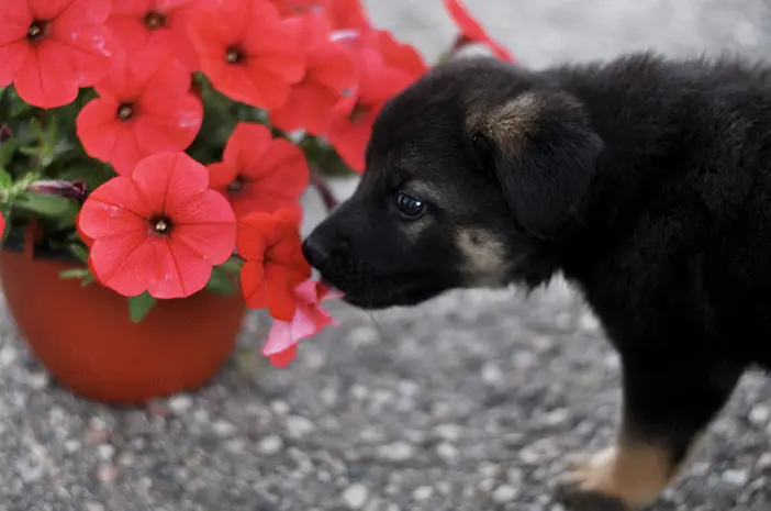 Inilah Tanaman dan Bunga yang Aman untuk Anjing