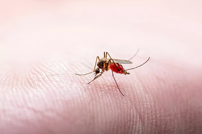 Vaksin Belum Ditemukan, Bagaimana Cara Mencegah Chikungunya?