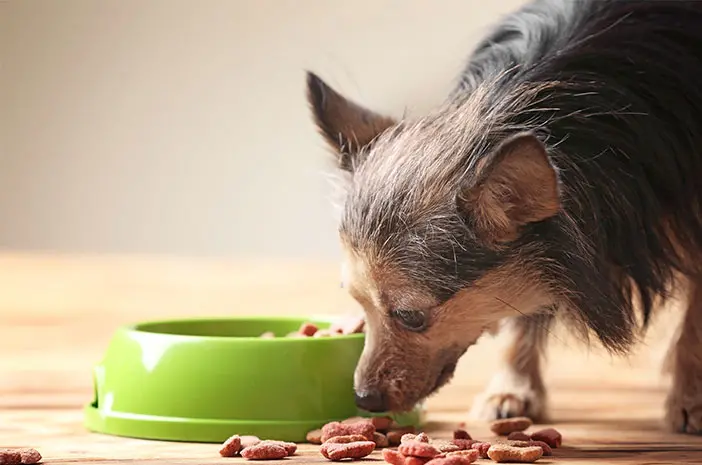 Panduan untuk Membuat Makanan Anjing di Rumah