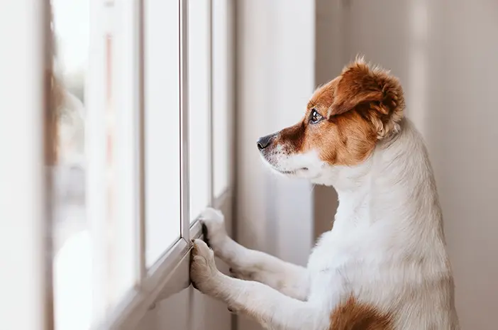 Apa Penyebab Separation Anxiety pada Anjing?