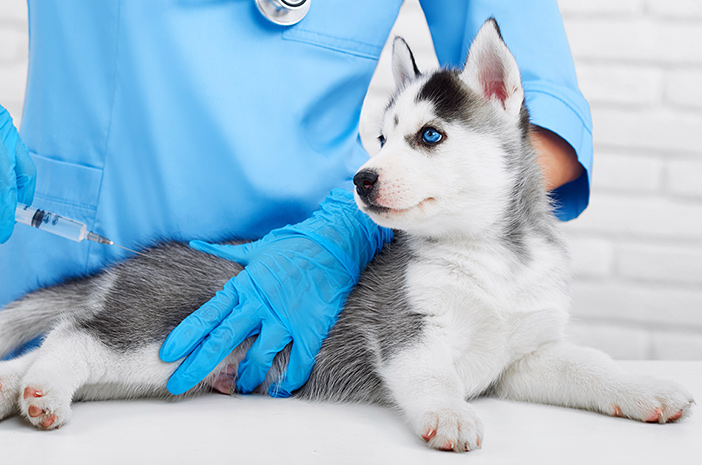 Pentingnya Memberikan Vaksin pada Anjing Peliharaan