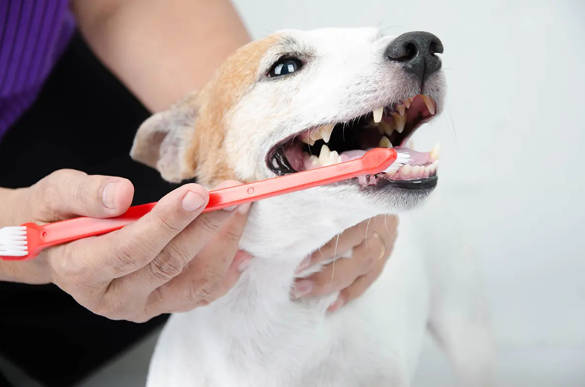 Begini Cara Tepat Menyikat Gigi Anjing