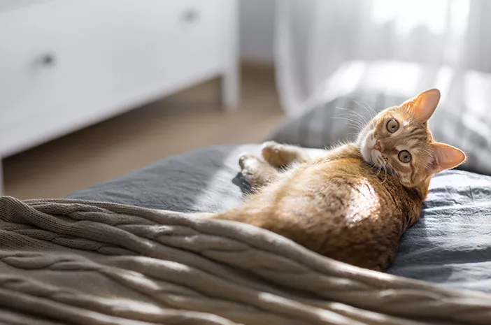 Cek Fakta: Kucing Pertama Tertular Virus Corona dari Pemilik 