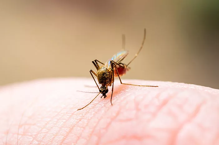 Ketahui Penyebab Utama dari Penyakit Chikungunya