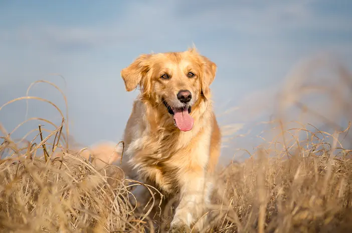 Sebelum Memelihara Anjing Golden, Perhatikan 5 Hal Ini