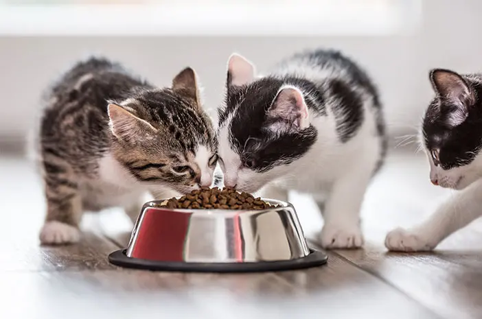 Kapan Waktu yang Tepat Memberi Makan Anak Kucing?
