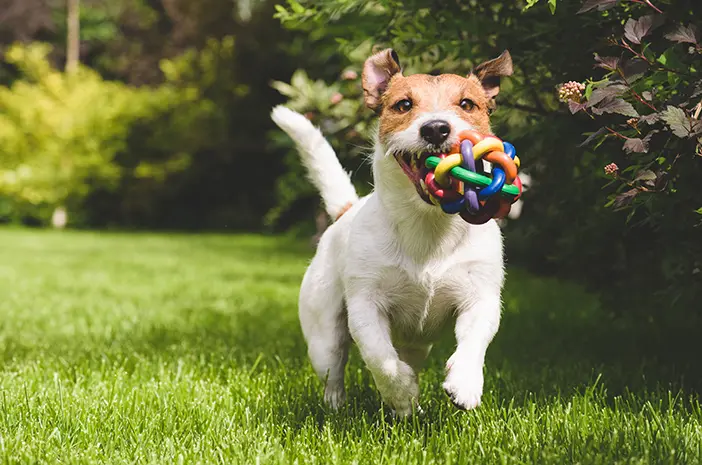 Tips Memilih Mainan Terbaik untuk Anjing