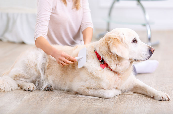 5 Hal yang Perlu Diperhatikan saat Menyikat Bulu Anjing