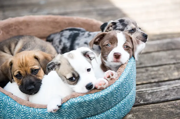 3 Penyebab Anak Anjing Mengalami Gangguan Pencernaan