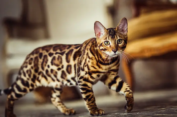 Ketahui 7 Fakta Menarik tentang Kucing Bengal