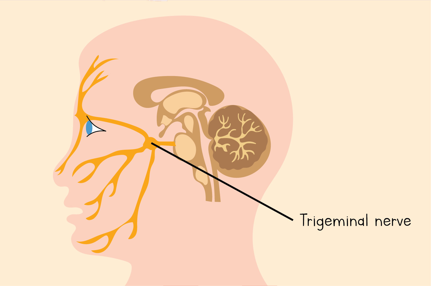 Inilah 3 Jenis Pengobatan Untuk Mengatasi Trigeminal Neuralgia