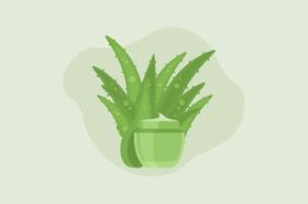 Benarkah Lidah Buaya Bisa Mengatasi Rambut Rontok?