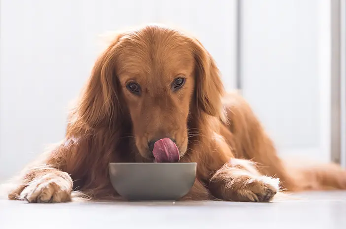 Berbahayakah Memberi Makan Anjing Daging Mentah?