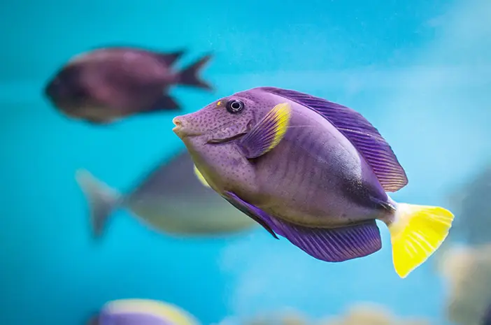 7 Jenis Ikan Hias Air Tawar yang Mudah Dipelihara