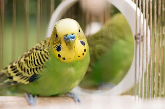 Fakta Seputar Burung Nuri yang Memiliki Bentuk yang Indah