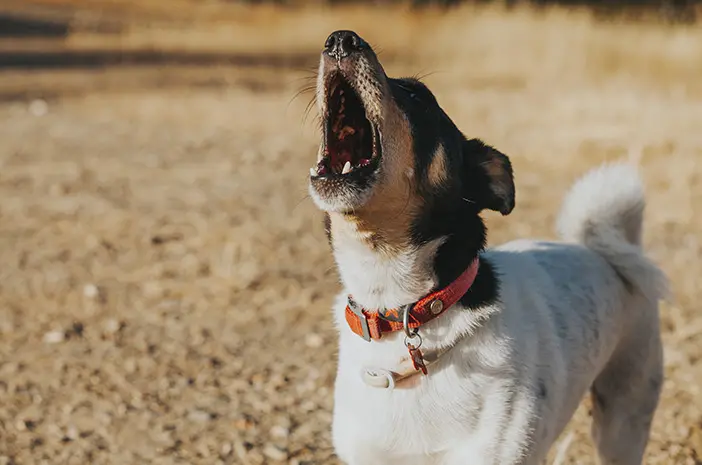 Tak Hanya Menggonggong, Ini Arti Suara yang Dikeluarkan Anjing