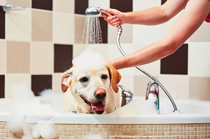 Tips Melakukan Grooming Anjing di Rumah