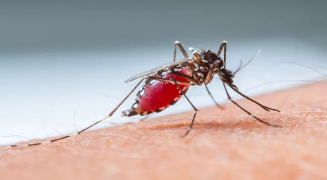 Yang Perlu Diketahui tentang Penyakit Demam Berdarah Dengue