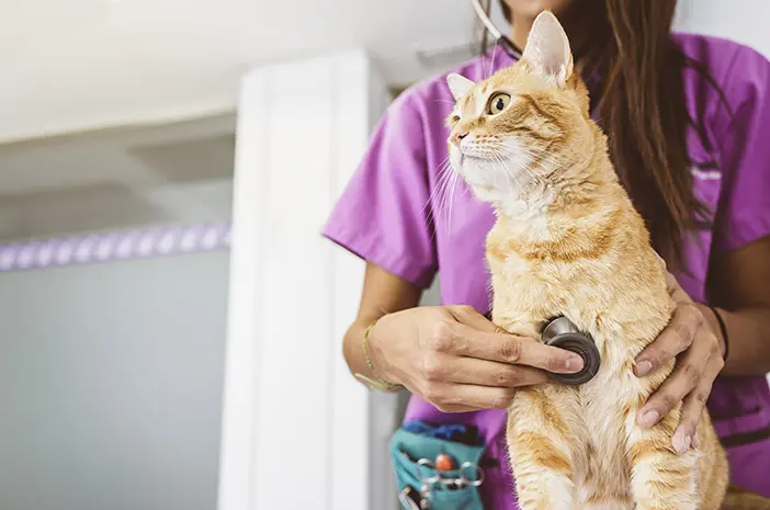 Cara Menentukan Makanan untuk Kucing dengan Sakit Ginjal